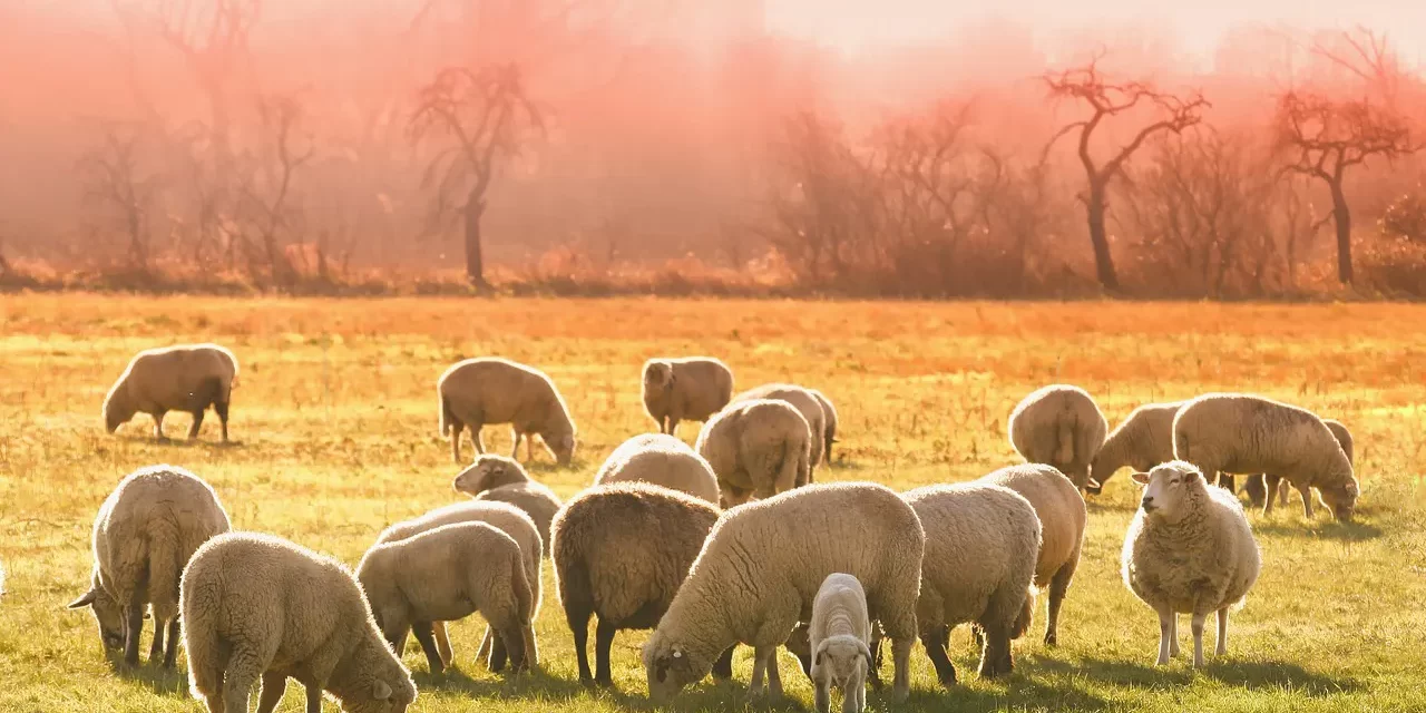 🌅 The Reason and Purpose Why Humans Are Born: Understanding Human Completion | Master Woo Myung | Santa Clara Meditation