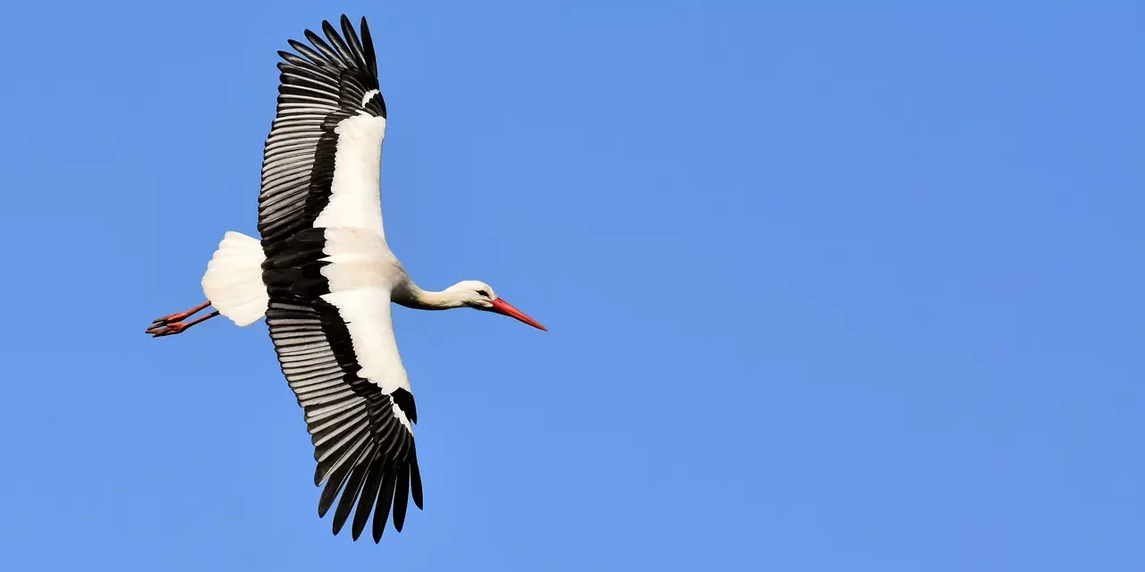 🌟 Truth Within: Why Buddha and God Reside Inside Man, Not in Images | Master Woo Myung | Santa Clara Meditation