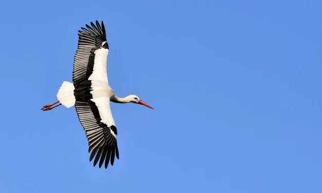 🌟 Truth Within: Why Buddha and God Reside Inside Man, Not in Images | Master Woo Myung | Santa Clara Meditation