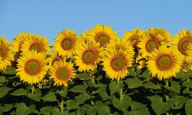 🌟 Let’s Work in the New World and Amass Blessings: Building the Land of Light | Master Woo Myung | Santa Clara Meditation