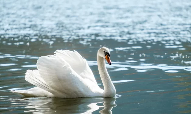 🌄 Truth III: Returning to the Source of Nature | Master Woo Myung | Santa Clara Meditation