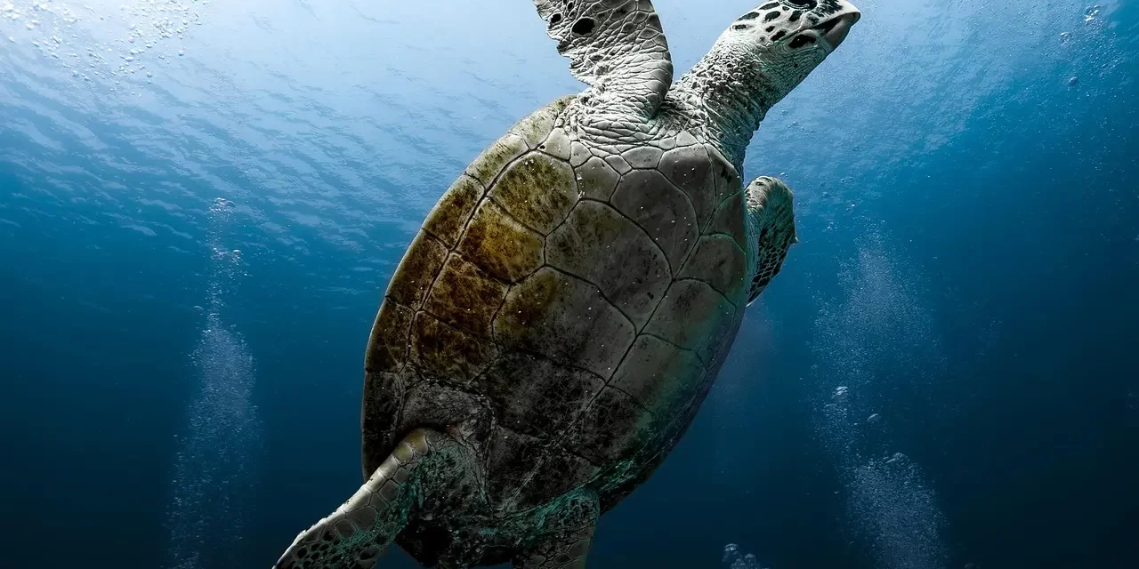 🐾 Cunning: How Habits Blind the Mind | Master Woo Myung | Santa Clara Meditation