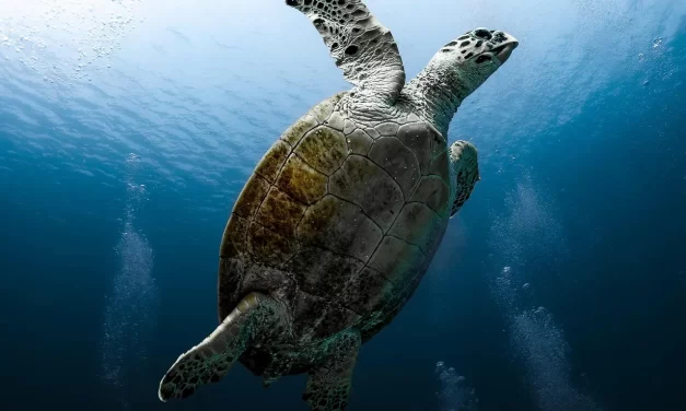 🐾 Cunning: How Habits Blind the Mind | Master Woo Myung | Santa Clara Meditation