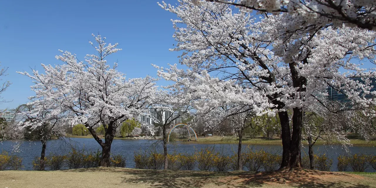 🌍 The Way of the World: Returning to the Origin | Master Woo Myung | Santa Clara Meditation