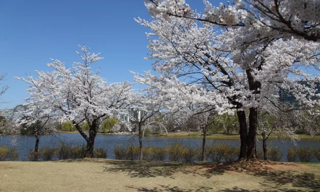 🌍 The Way of the World: Returning to the Origin | Master Woo Myung | Santa Clara Meditation