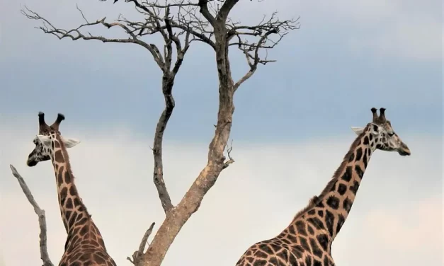 🌿 The Jung and Shin of the Source: Becoming One with the Whole of Truth | Master Woo Myung | Santa Clara Meditation