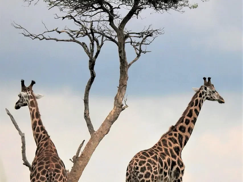 🌿 The Jung and Shin of the Source: Becoming One with the Whole of Truth | Master Woo Myung | Santa Clara Meditation