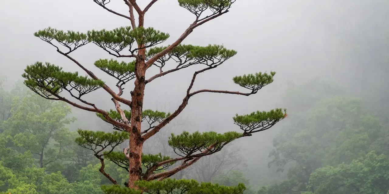 🌲 Pines: Pure Existence Beyond Thought | Master Woo Myung | Santa Clara Meditation