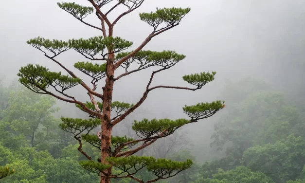 🌲 Pines: Pure Existence Beyond Thought | Master Woo Myung | Santa Clara Meditation