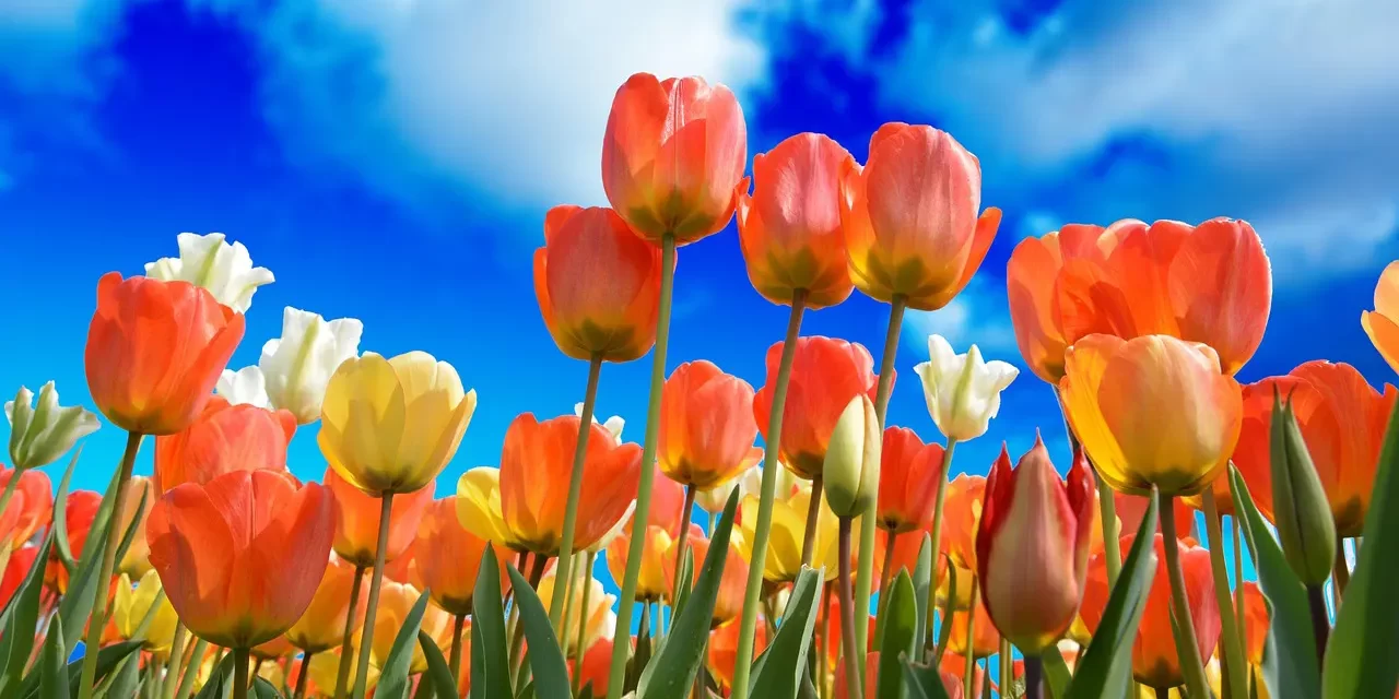 🌟 Knowing Truth and Falseness: When the Mind Becomes the True World | Master Woo Myung | Santa Clara Meditation