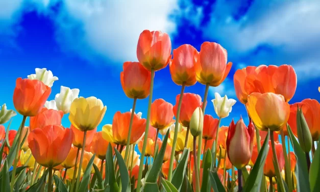 🌟 Knowing Truth and Falseness: When the Mind Becomes the True World | Master Woo Myung | Santa Clara Meditation