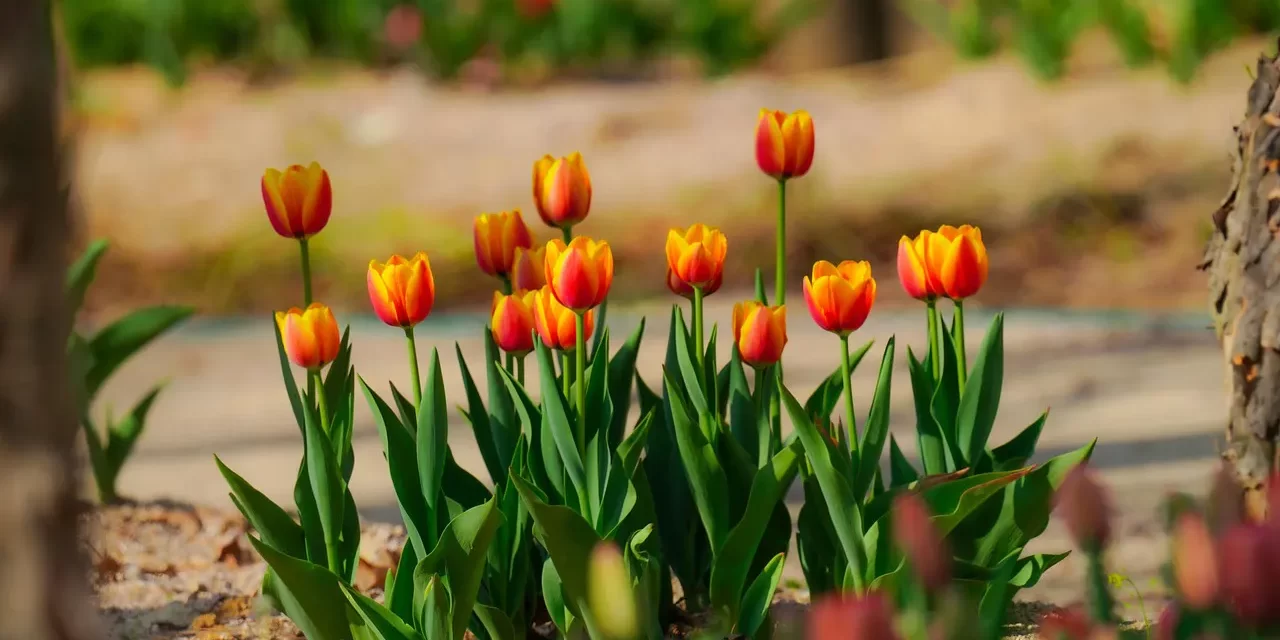 🌟 Eternal Life: The Land of Truth, Oneness, and Rebirth as Jung and Shin | Master Woo Myung | Santa Clara Meditation