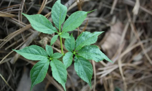 🌱 Does an Elixir for Eternal Life Exist? Understanding True Eternal Life Beyond the Human Body | Master Woo Myung | Santa Clara Meditation