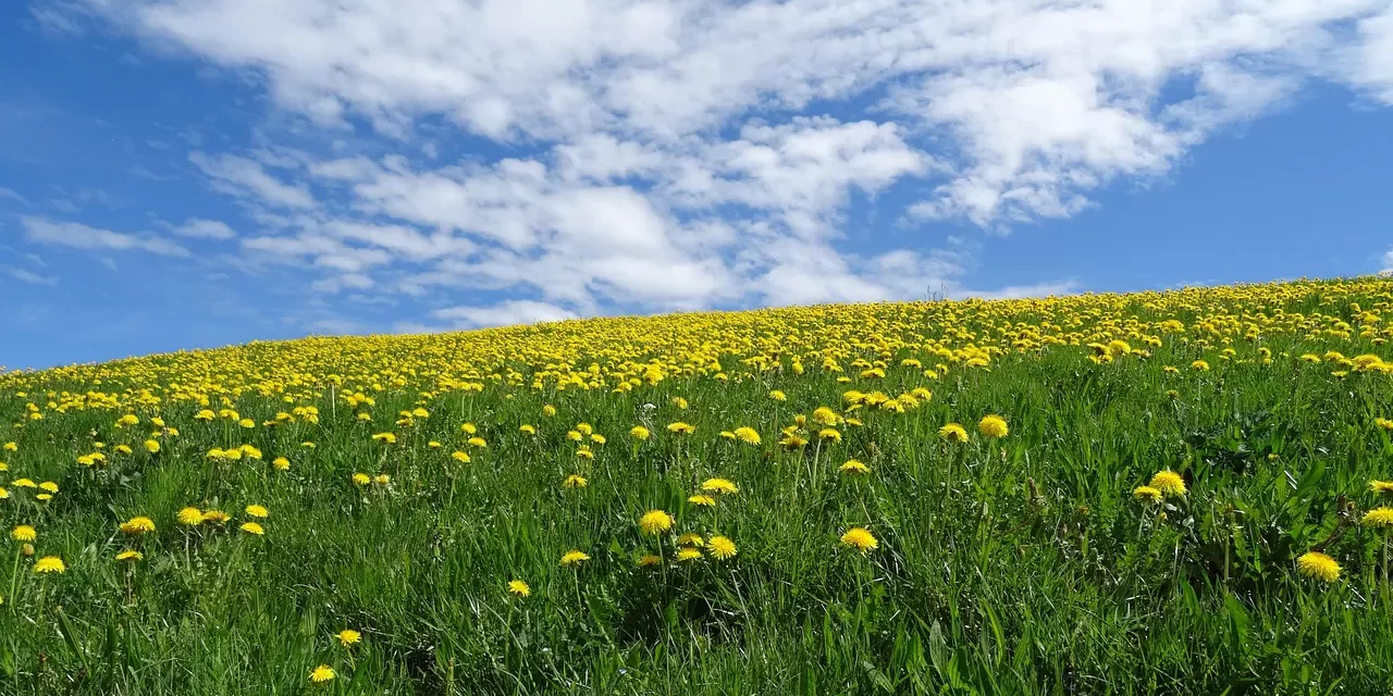 ✨ The Creator and Creation: Energy, Light, and the Infinite Truth | Master Woo Myung | Santa Clara Meditation