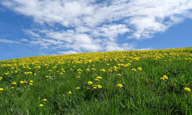 ✨ The Creator and Creation: Energy, Light, and the Infinite Truth | Master Woo Myung | Santa Clara Meditation