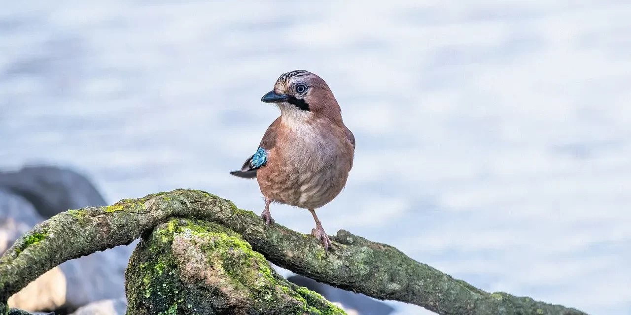 🧷 Memories II: Why We Remain Trapped in the Past | Master Woo Myung | Santa Clara Meditation