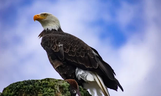 🌱 I Am Struggling Because I Cannot Live in the Present Moment: Escaping the False Mind World | Master Woo Myung | Santa Clara Meditation