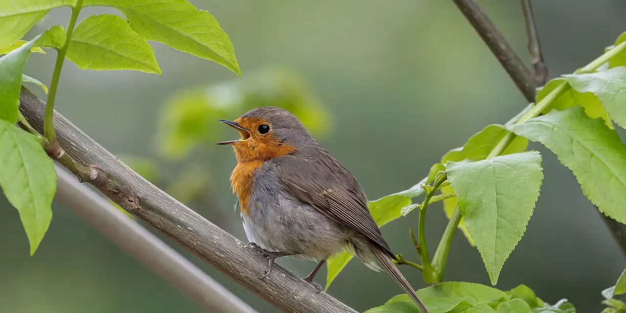 🌟 The Purpose of Creation: Rebirth as the Body and Mind of Truth | Master Woo Myung | Santa Clara Meditation