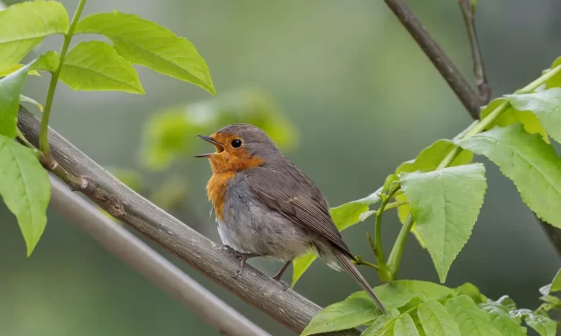 🌟 The Purpose of Creation: Rebirth as the Body and Mind of Truth | Master Woo Myung | Santa Clara Meditation