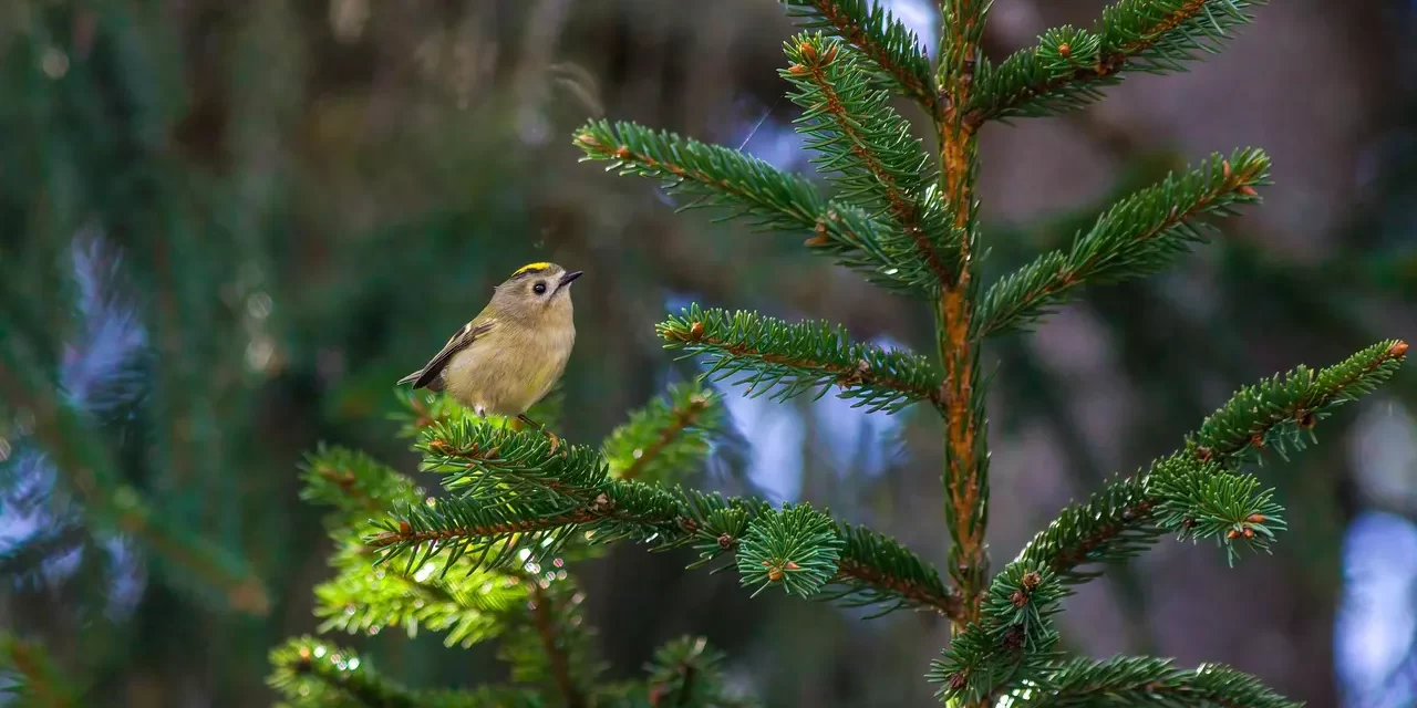 🌺 Untitled 1: Why the Human World Is Restless and the True World Is Lost | Master Woo Myung | Santa Clara Meditation