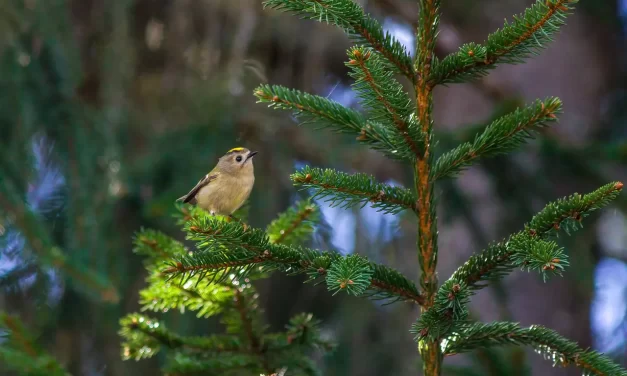🌺 Untitled 1: Why the Human World Is Restless and the True World Is Lost | Master Woo Myung | Santa Clara Meditation