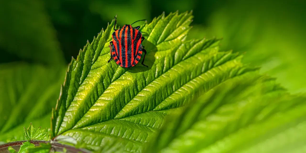 💫 Pascal, Miracles, and the Illusion of Human Greatness | Master Woo Myung | Santa Clara Meditation