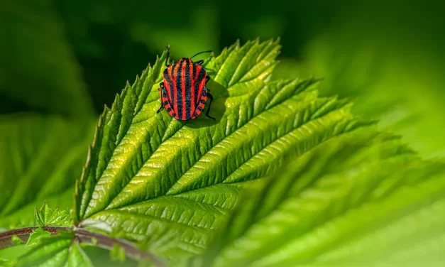 💫 Pascal, Miracles, and the Illusion of Human Greatness | Master Woo Myung | Santa Clara Meditation