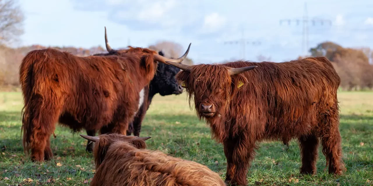 🏔️ Let Us Know All by Reaching Completion: Eight Mountains to Truth | Master Woo Myung | Santa Clara Meditation