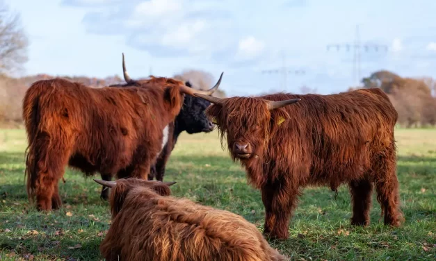 🏔️ Let Us Know All by Reaching Completion: Eight Mountains to Truth | Master Woo Myung | Santa Clara Meditation