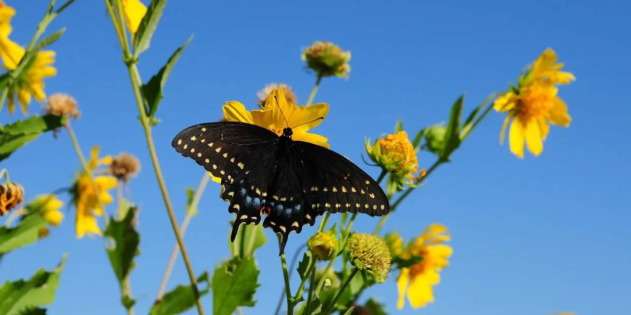 🍃 Vanity of Life: Returning to Great Nature as Truth | Master Woo Myung | Santa Clara Meditation