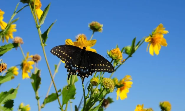 🍃 Vanity of Life: Returning to Great Nature as Truth | Master Woo Myung | Santa Clara Meditation
