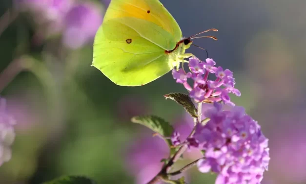 🌿 How to Live Well: Peace, Truth, and the End of Inner Burden | Master Woo Myung | Santa Clara Meditation