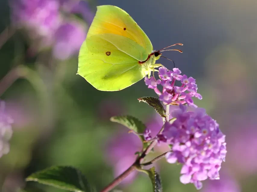 🌿 How to Live Well: Peace, Truth, and the End of Inner Burden | Master Woo Myung | Santa Clara Meditation