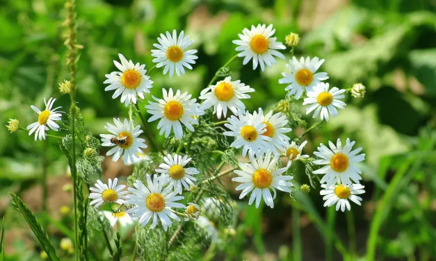 🌟 All Things in This World Are the Children of God | Master Woo Myung | Santa Clara Meditation