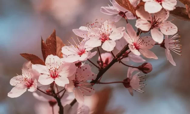 🌀 Is Schopenhauer’s Pessimism Correct? Will, Mind, and the Reality of God | Master Woo Myung | Santa Clara Meditation