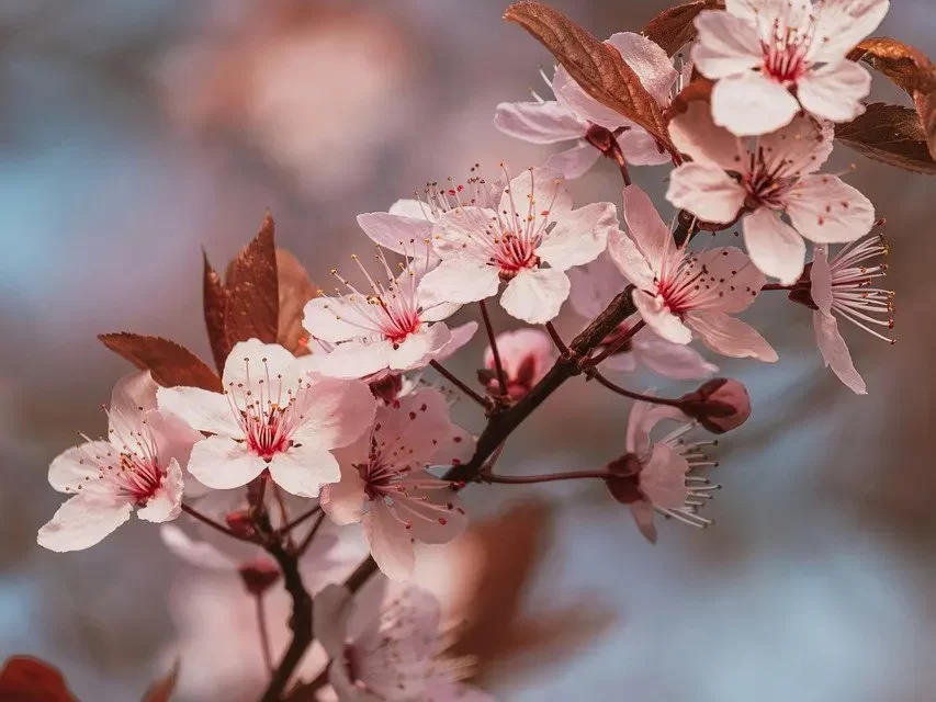 🌀 Is Schopenhauer’s Pessimism Correct? Will, Mind, and the Reality of God | Master Woo Myung | Santa Clara Meditation