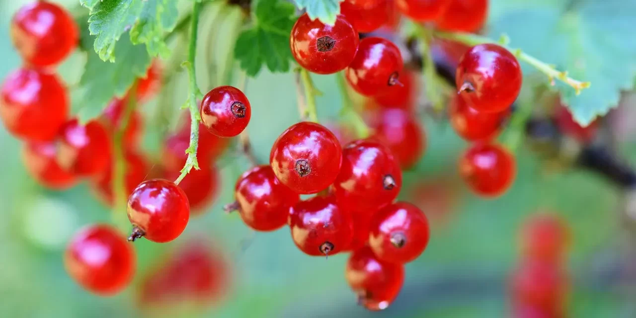 🌿 Daily Life · Society · Ethics: Health Through Emptying the Mind | Master Woo Myung | Santa Clara Meditation