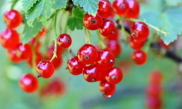 🌿 Daily Life · Society · Ethics: Health Through Emptying the Mind | Master Woo Myung | Santa Clara Meditation