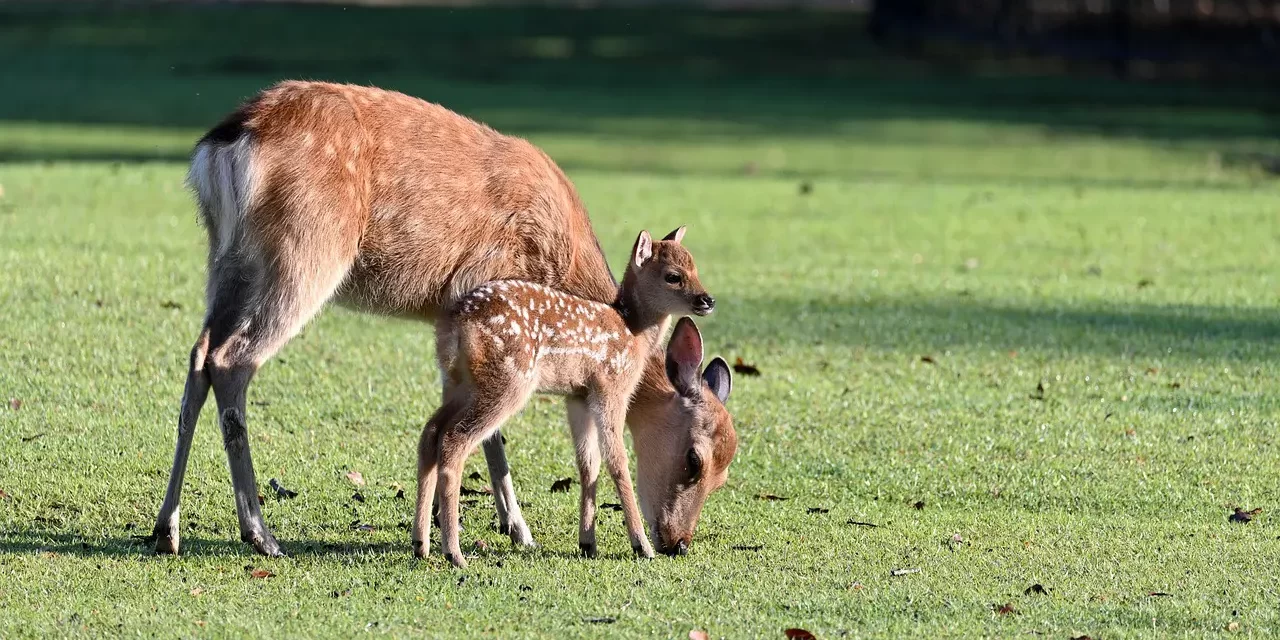 🌄 A Divine Being Just Lives: Living as Truth | Master Woo Myung | Santa Clara Meditation