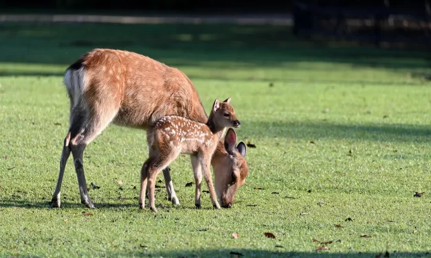 🌄 A Divine Being Just Lives: Living as Truth | Master Woo Myung | Santa Clara Meditation