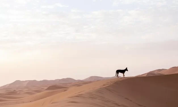 🔥 How to Stay Motivated and Not Give Up: From Illusion to the True Mind | Master Woo Myung | Santa Clara Meditation