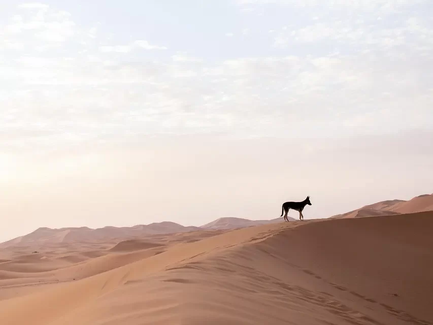 🔥 How to Stay Motivated and Not Give Up: From Illusion to the True Mind | Master Woo Myung | Santa Clara Meditation