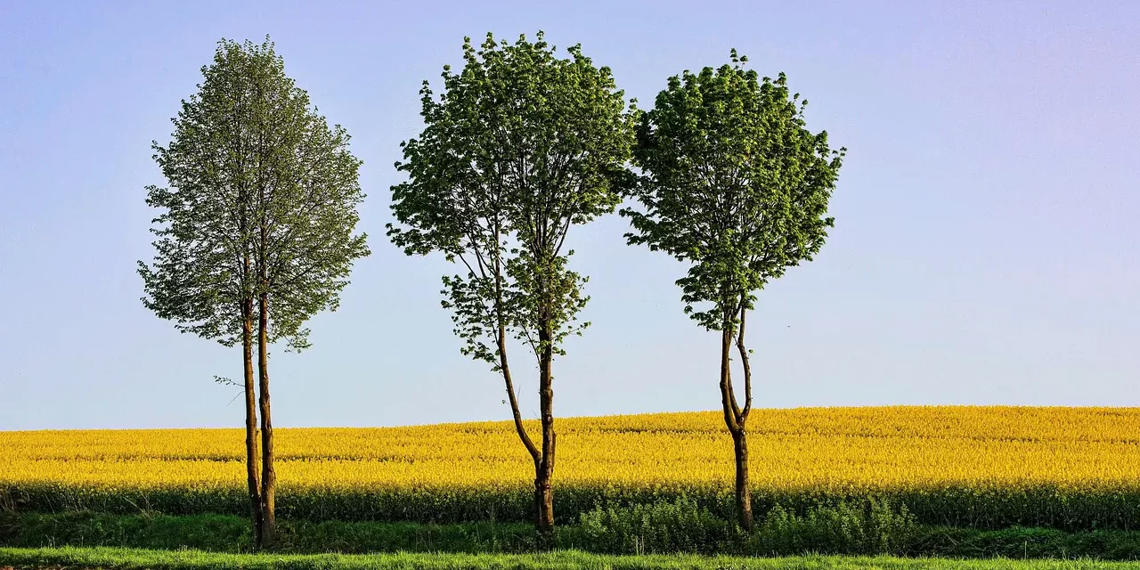 ๐ฎ Nimitta and Animitta: When Attachments Disappear and Oneness Remains | Master Woo Myung | Santa Clara Meditation