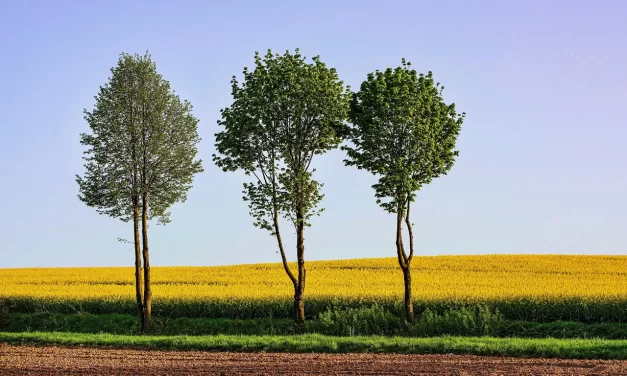 🔮 Nimitta and Animitta: When Attachments Disappear and Oneness Remains | Master Woo Myung | Santa Clara Meditation