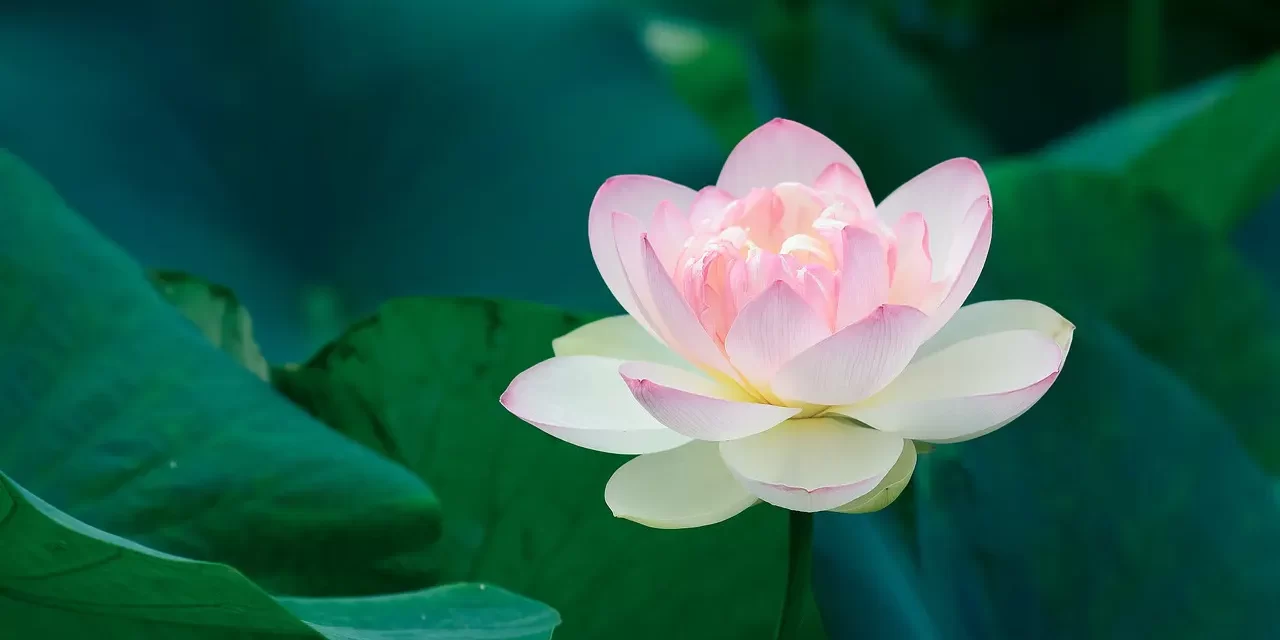 🌌 The Existence of Truth: Knowing Truth by Becoming Truth | Master Woo Myung | Santa Clara Meditation