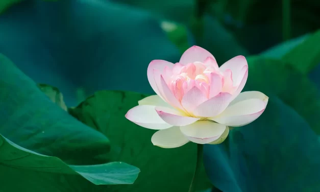 🌌 The Existence of Truth: Knowing Truth by Becoming Truth | Master Woo Myung | Santa Clara Meditation