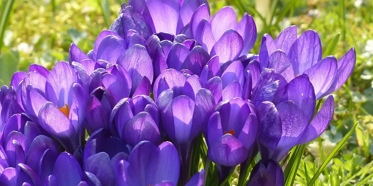 🌟 Rebirth: To Become the Living Truth and Live Forever | Master Woo Myung | Santa Clara Meditation