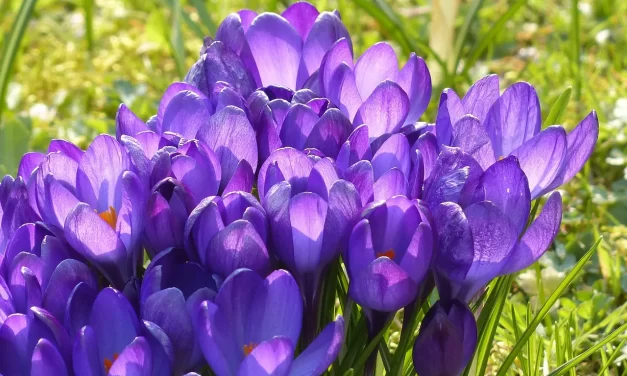 🌟 Rebirth: To Become the Living Truth and Live Forever | Master Woo Myung | Santa Clara Meditation