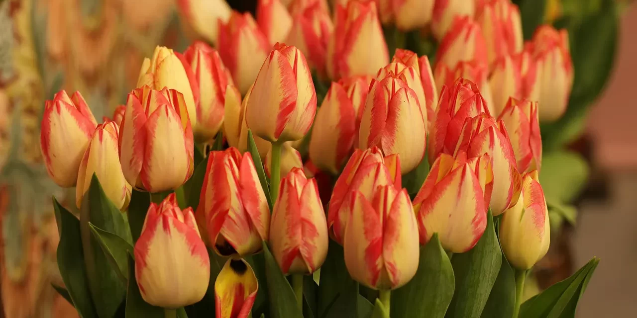 🌺 Is Attraction to Beauty Instinct or Inferiority? Basic Human Mind and Truth | Master Woo Myung | Santa Clara Meditation