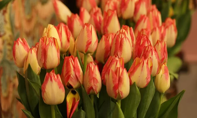 🌺 Is Attraction to Beauty Instinct or Inferiority? Basic Human Mind and Truth | Master Woo Myung | Santa Clara Meditation